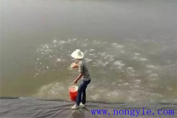 入夏勤施、盛暑穩(wěn)施、秋涼重施