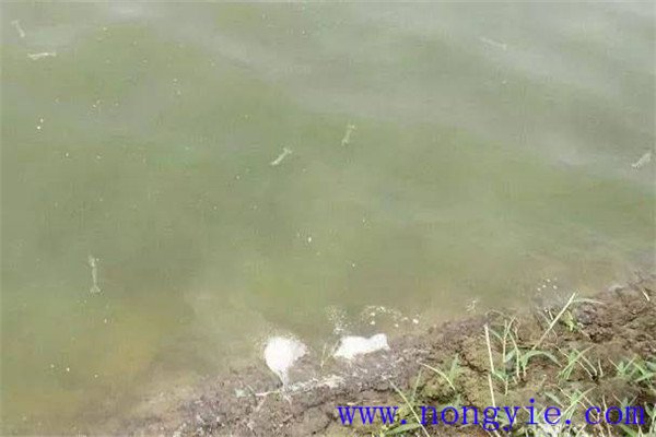 施肥要注意改善魚苗、魚種池水質(zhì)