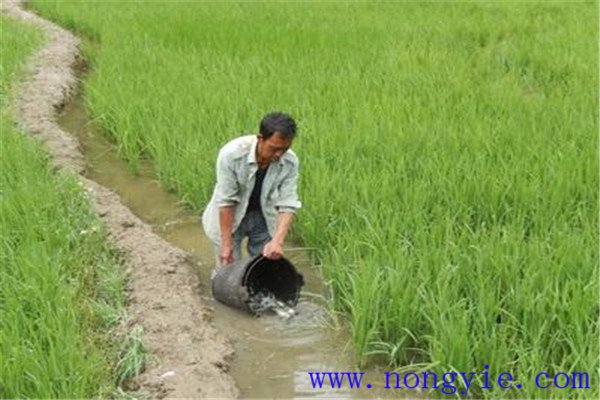 利用稻田培育魚(yú)苗、魚(yú)種