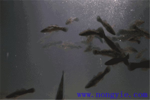 怎樣根據(jù)魚(yú)的動(dòng)態(tài)推斷水質(zhì)好壞