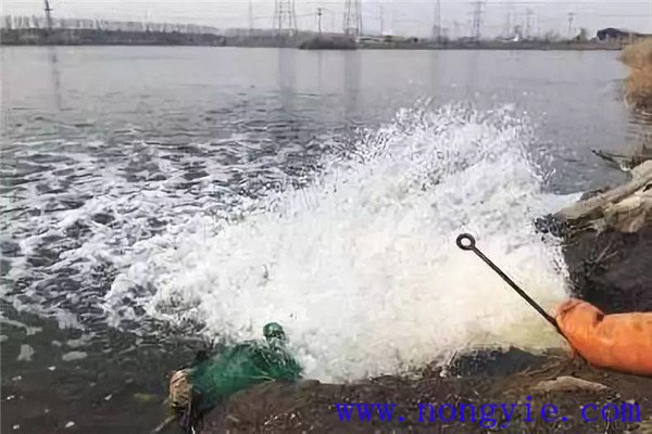 魚(yú)苗池分期注水方法