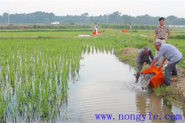 魚類與稻谷增產(chǎn)幅度的關系