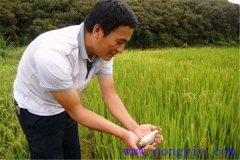 稻田養(yǎng)魚為什么不普及，其限制性因素有哪些？