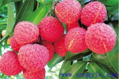 荔枝什么時候成熟上市 荔枝各地什么時間種植？