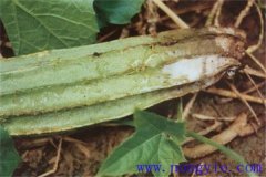 絲瓜果腐病的癥狀是什么，如何防治與預(yù)防？