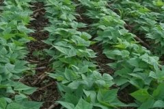 黑豆什么時(shí)間種植，黑豆對(duì)生長(zhǎng)環(huán)境的要求有哪