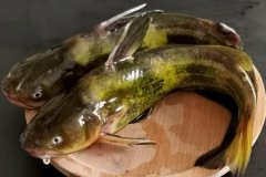 如何宰殺黃骨魚、怎么清洗，怎么挑選黃骨魚