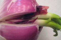 洋蔥發(fā)芽能不能吃，怎么避免洋蔥發(fā)芽？