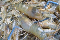 如何使用茶粕清塘、刺激羅氏沼蝦蛻殼生長(zhǎng)？