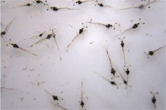 如何提高羅氏沼蝦蚤狀幼體的成活率？