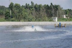 怎樣養(yǎng)好對蝦，養(yǎng)對蝦的基本知識