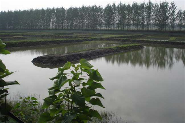 改善水質(zhì)、凈化底質(zhì)