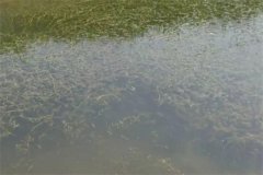 為什么養(yǎng)蝦池中必須種植水生植物