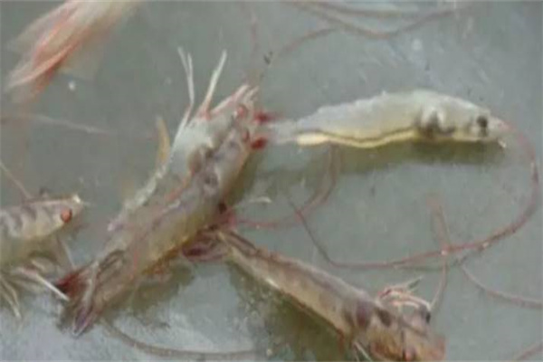 南美白對(duì)蝦病害防治的新思路、新方法