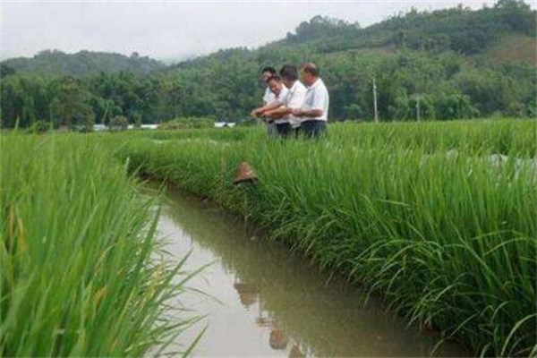 蝦溝消毒和投放有益生物