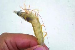 對蝦偷死是什么原因，應(yīng)如何處理，如何預(yù)防？