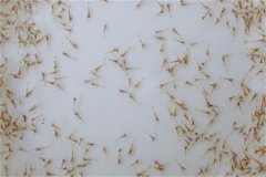 怎樣養(yǎng)好蝦，對(duì)當(dāng)前養(yǎng)蝦業(yè)發(fā)展的幾點(diǎn)看法