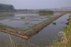 稻田青蝦、河蟹混合立體養(yǎng)殖技術(shù)簡介