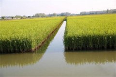 稻田養(yǎng)殖羅氏沼蝦的技術(shù)措施，需注意哪些事項(xiàng)