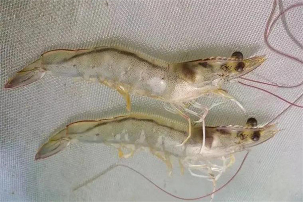 青蝦的交配與產(chǎn)卵過程與管理方法