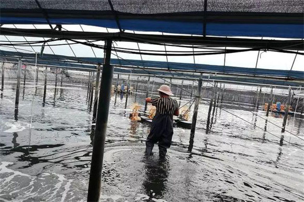 封閉內(nèi)凈養(yǎng)蝦的優(yōu)點與原理