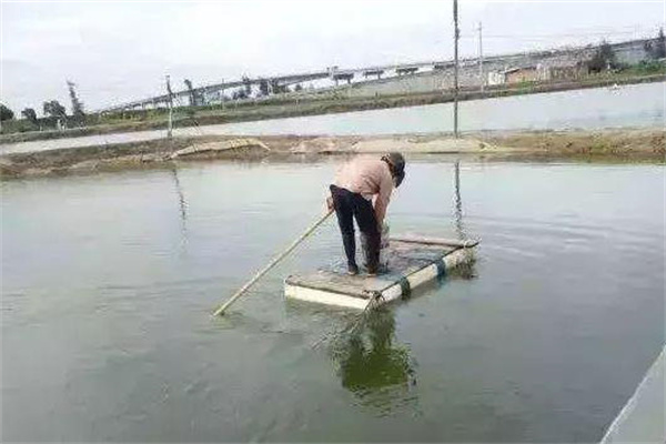 對蝦對溫度、鹽度的適應(yīng)是怎樣的