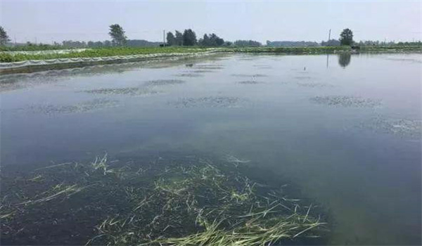 凈化、穩(wěn)定水質(zhì)