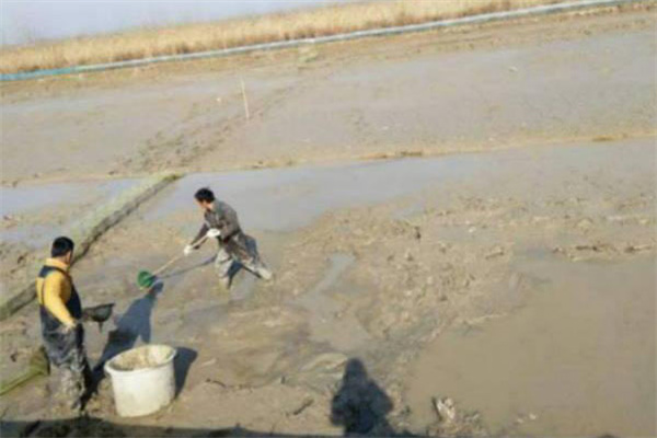 清塘消毒，改良底質(zhì)