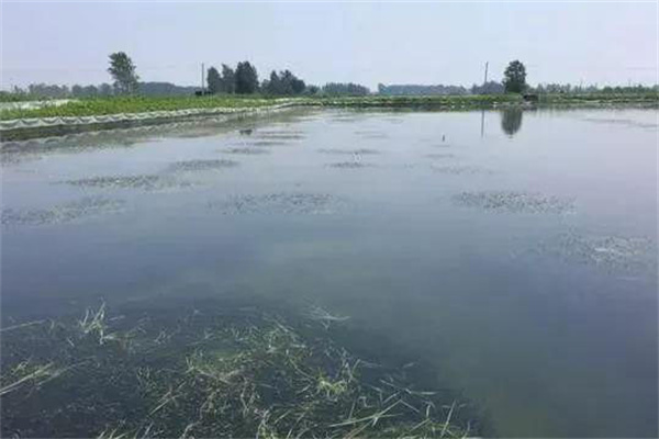 栽種水草，嚴(yán)格管護(hù)