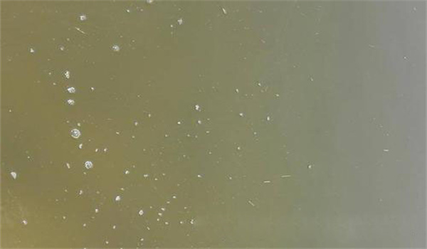 蚤狀幼體投餌要先肥后清