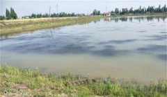 池塘養(yǎng)蟹如何進行水質管理？