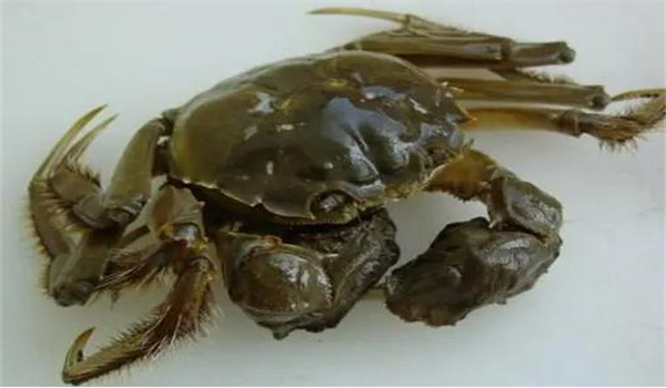 如何預(yù)防和治療河蟹固著纖毛蟲(chóng)病
