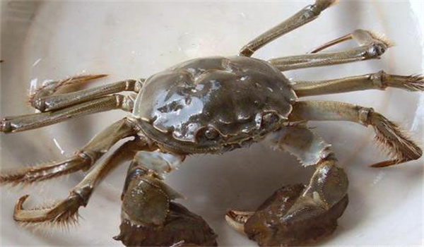 注意不同水系體形、體重差異