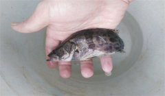 常見的魚病有幾種類型，病毒性魚病有幾種