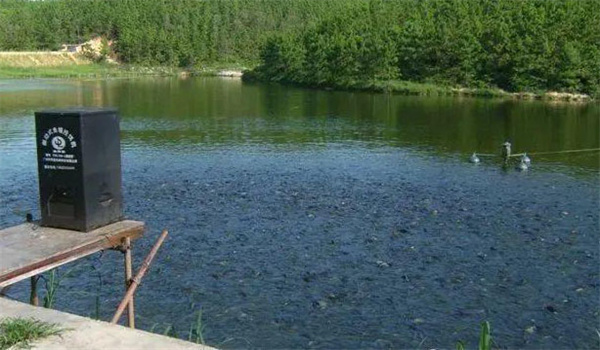 養(yǎng)魚戶綜合養(yǎng)魚有哪些類型