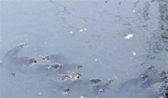 怎樣預(yù)測(cè)魚(yú)浮頭 如何判斷魚(yú)類浮頭的輕重