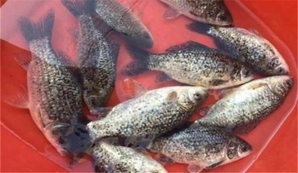 魚(yú)類水霉病的流行情況