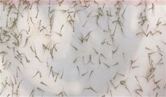 翹嘴紅鲌苗種運(yùn)輸方法及需注意事項(xiàng)有哪些？