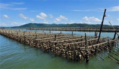 怎樣選擇養(yǎng)蠣場(chǎng)地，牡蠣養(yǎng)殖場(chǎng)地的條件是什么