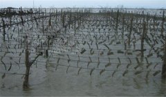 怎樣確定牡蠣采苗期，選用什么樣的采苗器較好