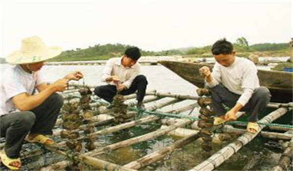 河蚌怎樣采捕、運輸與暫養(yǎng)