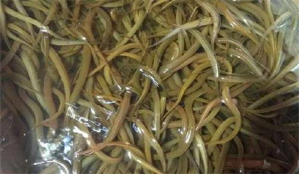 黃鱔與周?chē)h(huán)境的關(guān)系