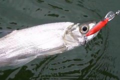 翹嘴魚冬季在什么位置好釣，怎么釣需注意什么