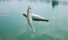 釣到的白條魚能養(yǎng)活嗎？釣白條魚要注意什么？