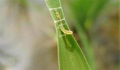 稻縱卷葉螟用什么藥防治，其發(fā)生規(guī)律是什么？