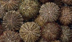 我國(guó)主要經(jīng)濟(jì)海膽品種的形態(tài)、生態(tài)、生活習(xí)性