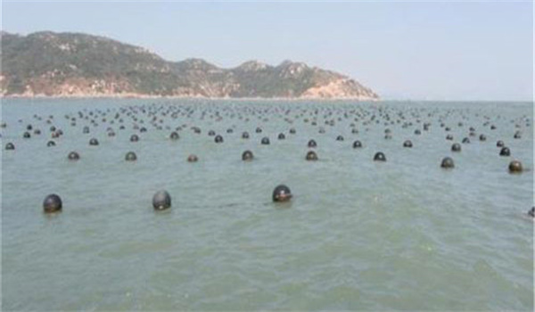 怎樣選擇、處理和投放扇貝采苗附著基