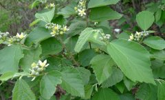 扁擔(dān)桿的果實(shí)能吃嗎？扁擔(dān)桿是什么植物