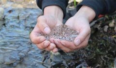 飼養(yǎng)林蛙蝌蚪應注意些什么？