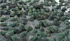 牛蛙引種需要注意哪幾個方面的問題？